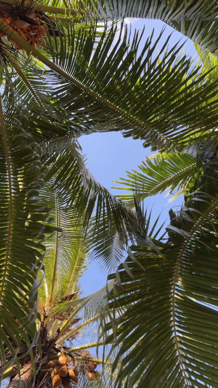 palmeras en un paraíso tropical
