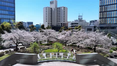 cherry blossoms in tokyo city park with modern buildings and springtime vibes