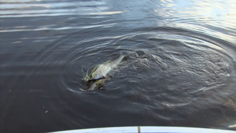 Pequeño-Lucio-Del-Norte-Luchando-Contra-El-Pescador-Junto-Al-Barco