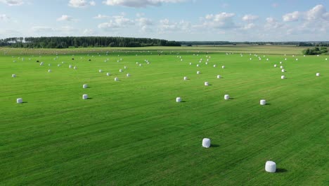 agricultural field with white hay rolls wrapped in package for haulage