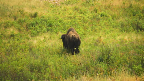 un bisonte norteamericano pastando en las praderas de la cordillera nacional de bisontes en montana