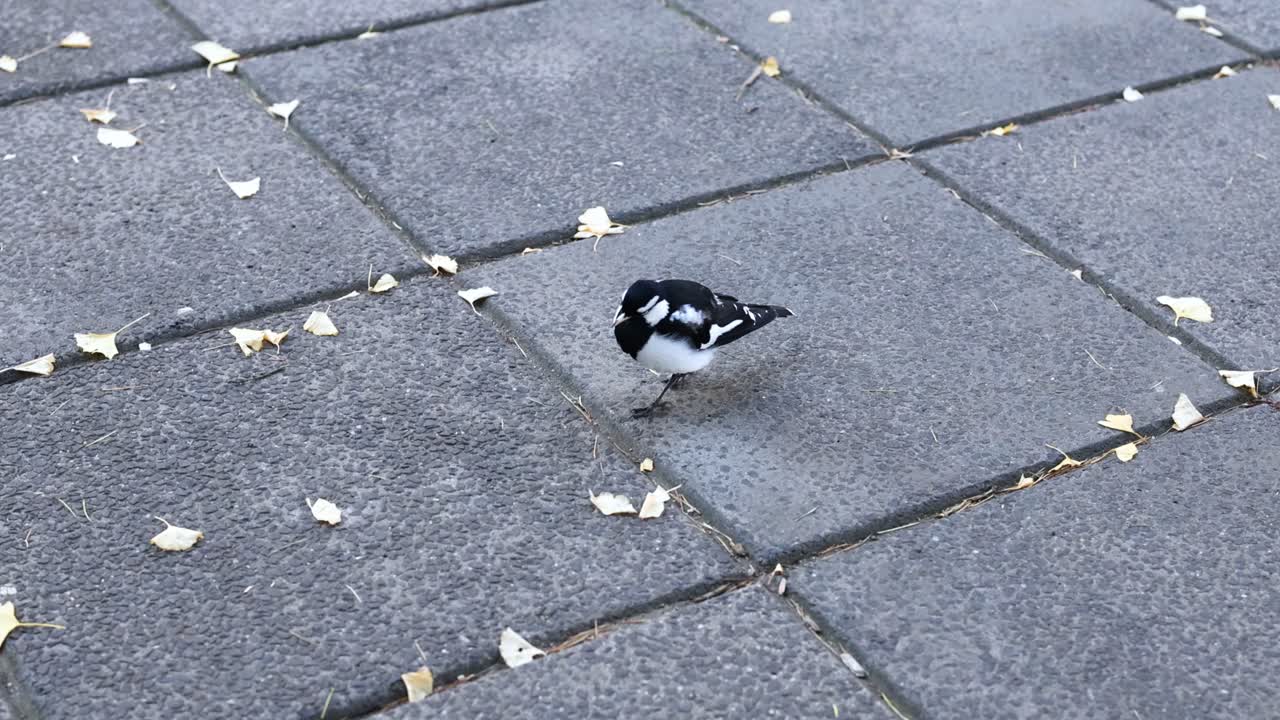 포장 된 거리 에서 고 있는 마기 라크