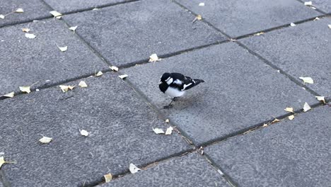 a magpie lark walking on a paved street