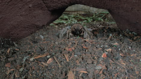 front close up view of walking tarantula