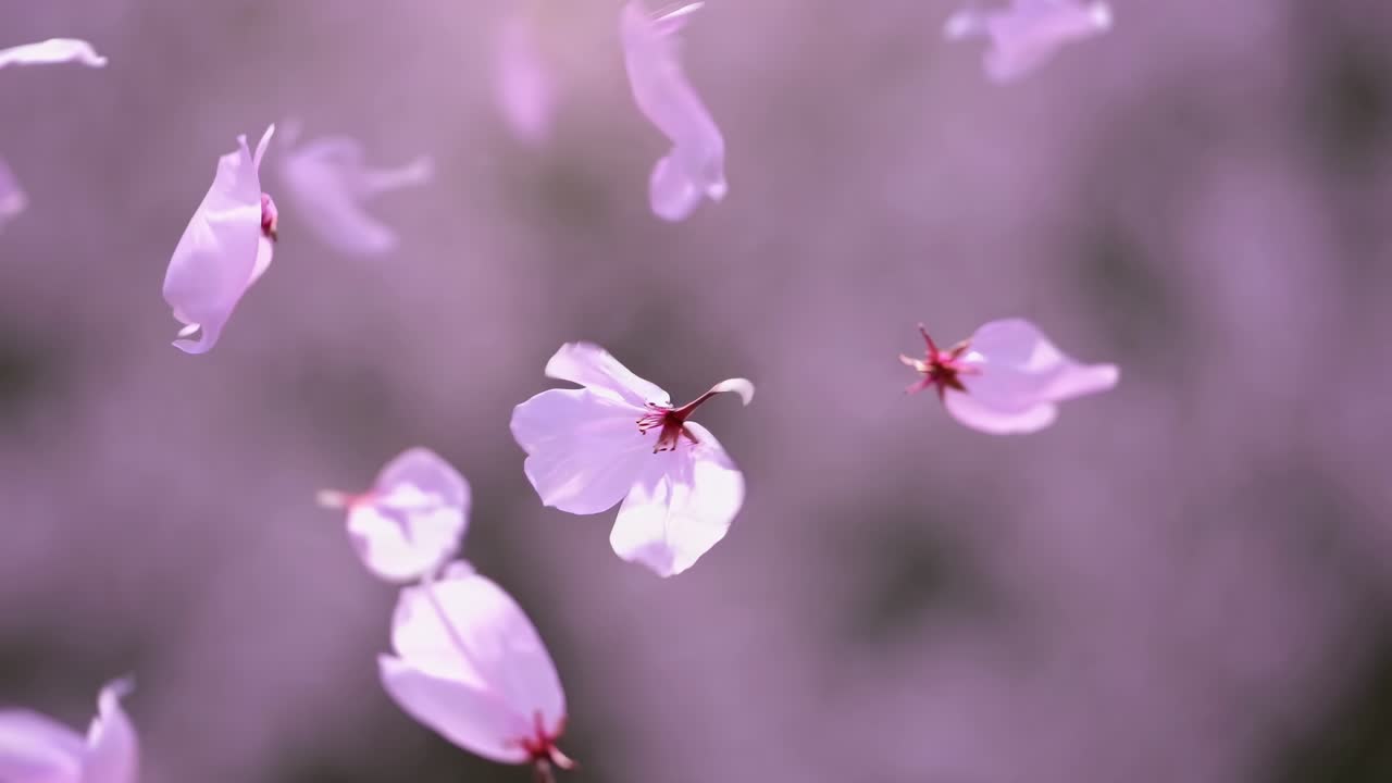 上から優しく舞い落ちる繊細なピンクの花びらをソフトフォーカスで捉え、静かで穏やかな雰囲気を生み出すビデオ。