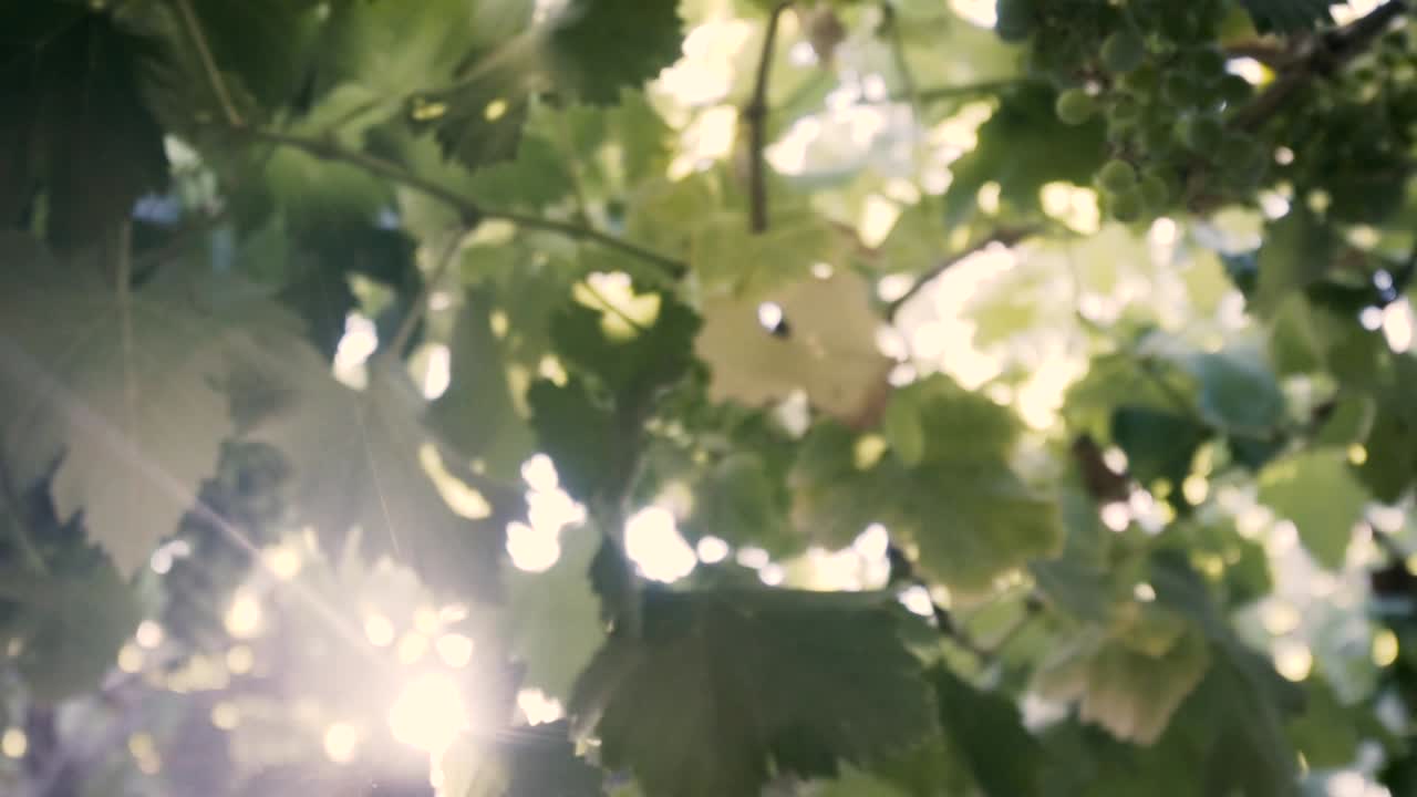 느린 동작으로 촬영, 유기농 포도 나무, 잎 및 미성숙 녹색 포도 칠레