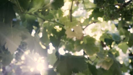 filmado en cámara lenta, árbol de uva orgánica, hoja y uvas verdes inmaduras en chile