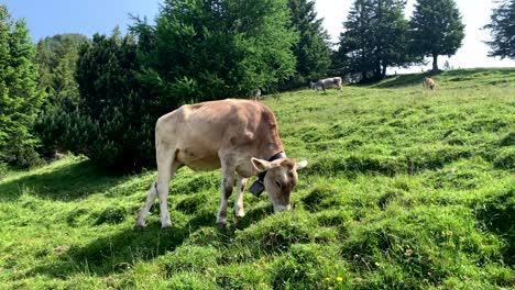 Vacas-Camperas-Con-Un-Dispositivo-De-Seguimiento-De-Campana-En-El-Cuello