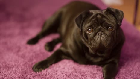 Perro-Pug-Negro-Sentado-Sobre-Una-Alfombra-Rosa-Mirando-A-La-Cámara