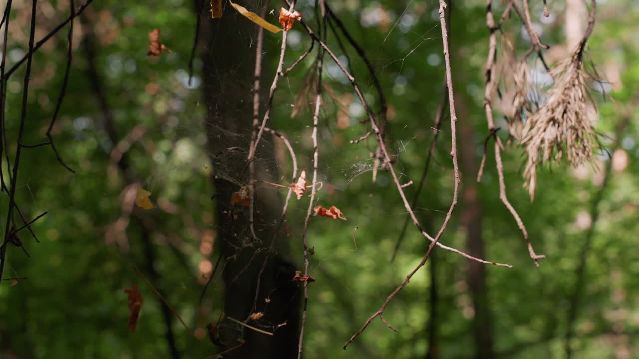 Close up of forest branches covered with thin spider web and dry leaves hanging in sunlight, soft breeze moving twigs gently, creating calm mysterious woodland atmosphere filled with nature texture