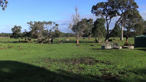 Panning-Left-Shot-Of-Farm-Pasture-With-Cows-Grazing-On-Lush-Grass