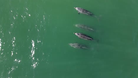 Imágenes-Aéreas-De-4k-De-Una-Manada-De-Delfines-Nariz-De-Botella-Nadando-En-La-Costa-De-Santa-Bárbara,-California,-Ee.uu.