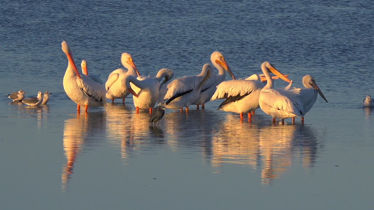 펠리컨은 플로리다 해안을 따라 황금빛으로 걸어갑니다.