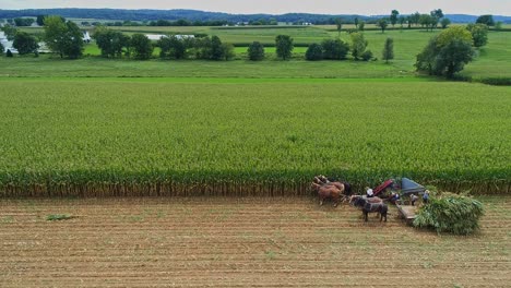 A-Drone-Side-View-of-Amish-Harvesting-Their-Corn,-Stopped-to-Repair-the-Machine,-Using-Six-Horses-and-Three-Men-as-Done-Years-Ago-on-a-Sunny-Fall-Day