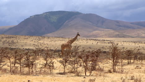 vista estática de una jirafa reticulada solitaria alimentándose en las llanuras del serengeti con una montaña en el fondo