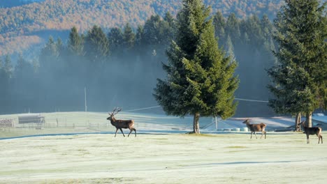 Tracking-Shot-Of-Beautiful-Herd-Of-Deer-In-Front-Of-Rural-Farm