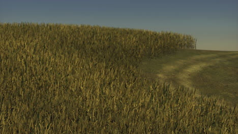 lush cornfield stretches alongside a winding country path in golden light