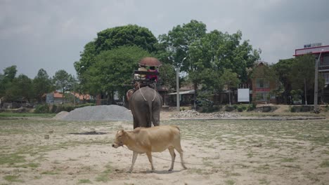 elephant ride in rural area