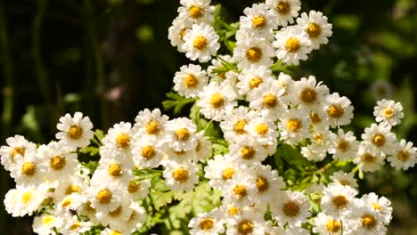 small bunch of flowers at the wind