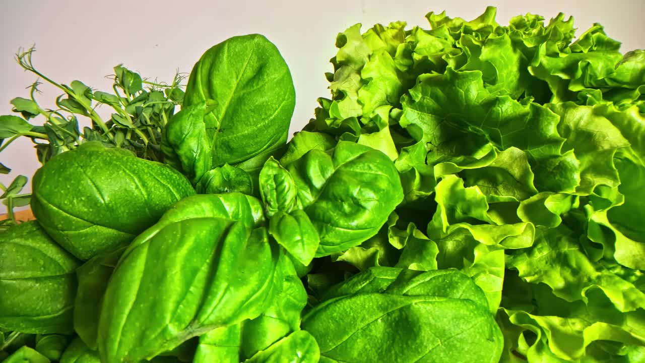 Foglia di basilico fresco, lattuga verde, alimento vegano sano a base vegetale, coltura biologica