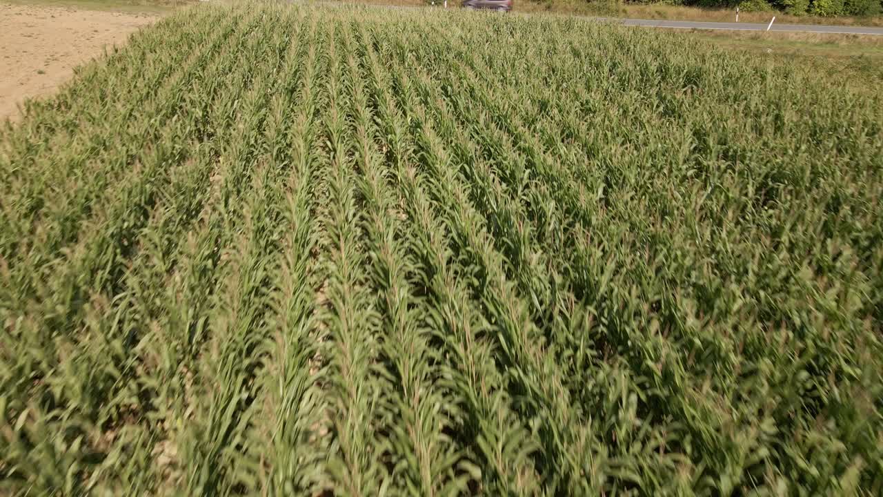 vuelo de drones hacia atrás sobre numerosas hileras de plantas de maíz y dos autos plateados que pasan en el fondo