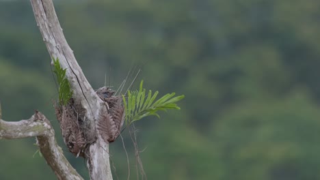 Very-windy-while-chicks-in-the-nest-awaits-for-its-parent-birds-to-come-and-feed,-Ashy-Woodswallow-Artamus-fuscus,-Thailand