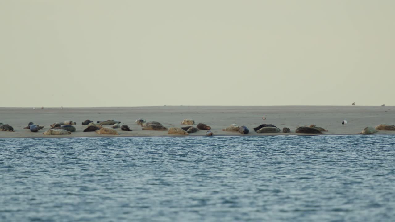 해가 지는 동안 북해의 모래 언덕에 휴식을 취하고 있는 해파리