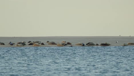 Robben-Ruhen-Bei-Sonnenuntergang-Auf-Einer-Sandbank-In-Der-Nordsee