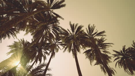 majestic palm trees stretch toward a golden sunset in serene landscape