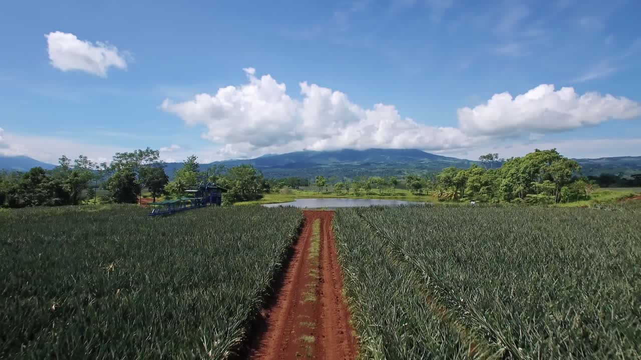 Ascesa aerea in avanti su campi di ananas con paesaggio verde e montagne sullo sfondo.