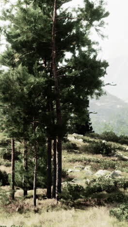 tall pine trees in a forest