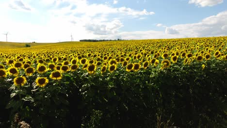 flowering fields of sunflowers during sunrise