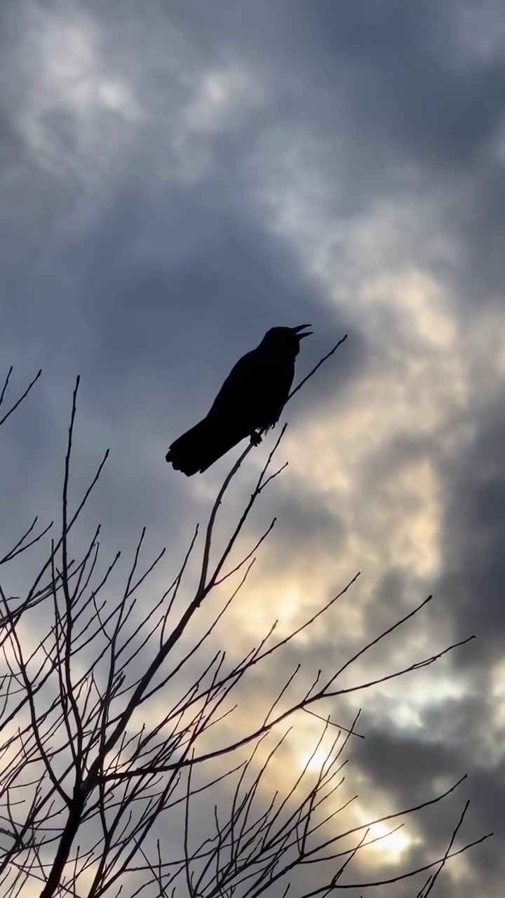 Silhouette di un corvo che gracida su un ramo spoglio di un albero contro un cielo nuvoloso