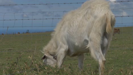 White-Goat-With-Chain-Grazing-On-Pasture-With-Brown-Cows-In-Background---Domestic-Farm-Animal-In-QLD,-Australia