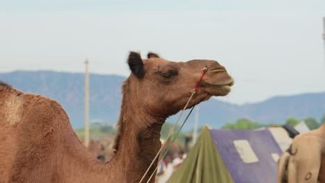 camels at the pushkar fair, also called the pushkar camel fair or locally as kartik mela is an annual multi-day livestock fair and cultural held in the town of pushkar rajasthan, india.