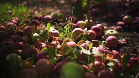 a pile of apples lie on the ground in an apple orchard, discarded and uneaten