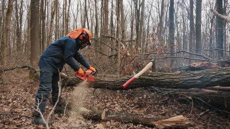 a felled tree trunk is sawn by a lumberjack