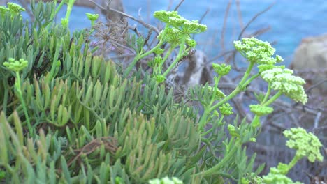 정면에 있는 crithmum maritimum 울타리의 근접, 백그라운드에서 물결치는 잔잔한 바다