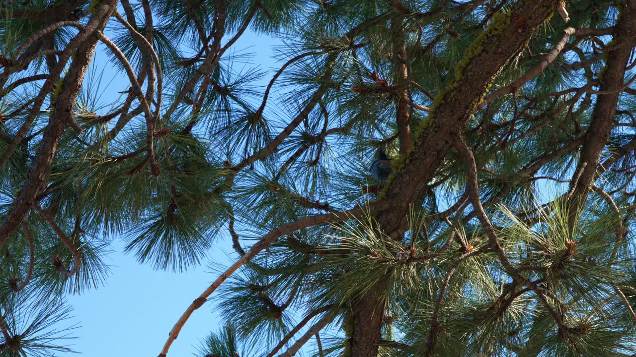 Uccellino azzurro appollaiato su un ramo di pino prima di volare via in una foresta alpina.