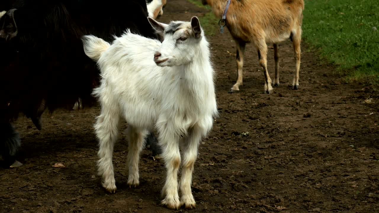농장에서 재미있는 염소. 자연 목초지에서 염소 무리. 야생 동물과 생태.