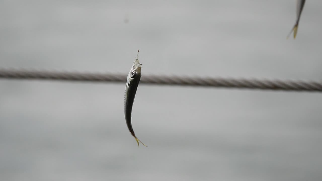 Small Fish on Fishing Line