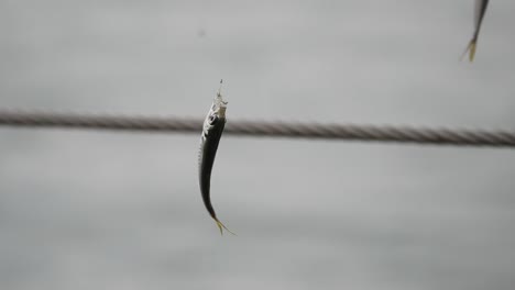 small fish on fishing line