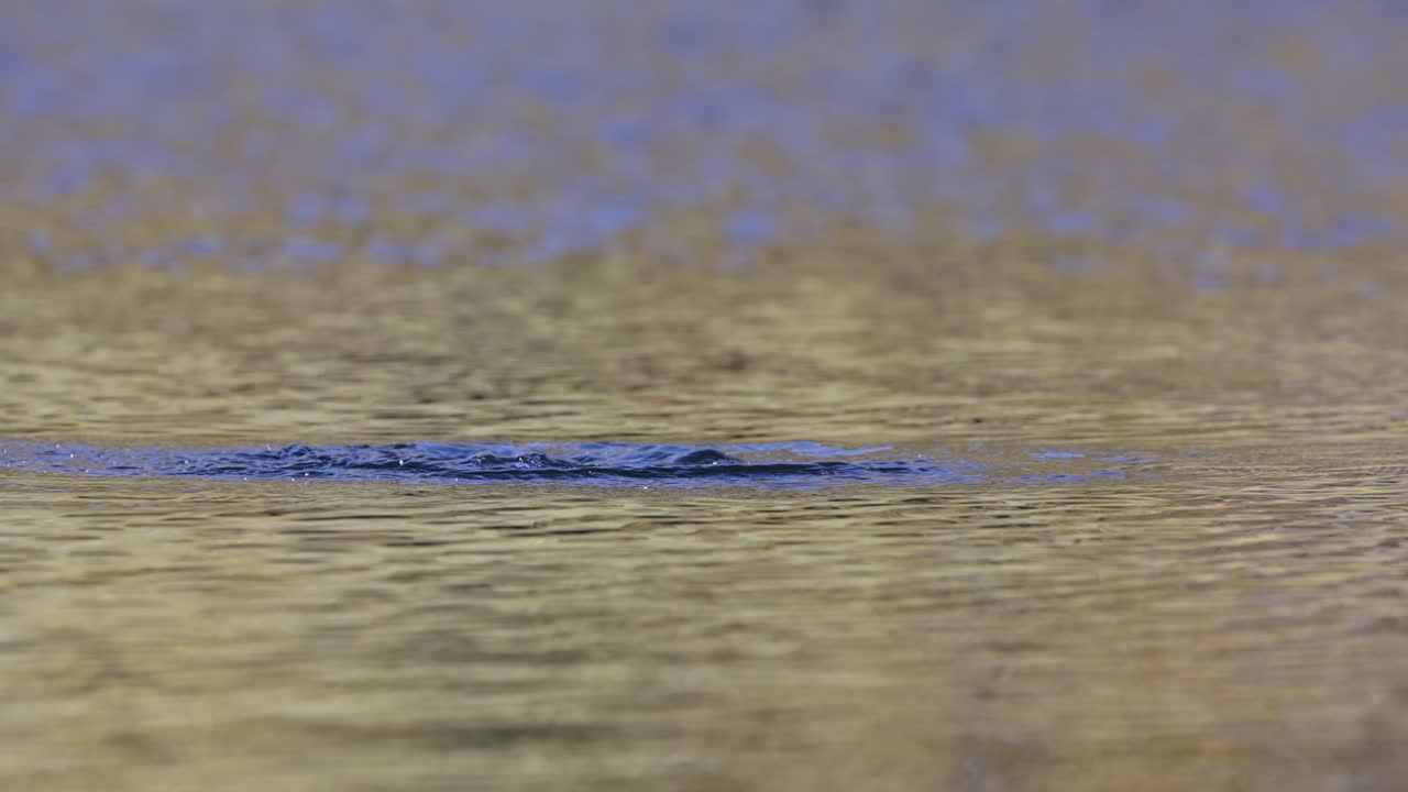 замедленное видео прыгающей форели в альпийском озере в норвегии