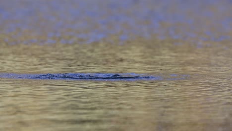 a slow motion video of a jumping trout in an alpine lake in norway