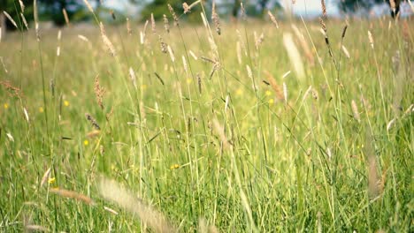 An-Einem-Sommertag-Weht-Langes-Gras-Im-Wind-Auf-Einem-Bauernfeld-In-Der-Englischen-Landschaft