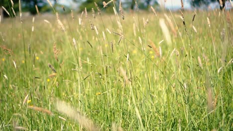 Long-grass-blowing-in-the-wind-in-a-farmers-field-in-the-English-countryside-on-a-summers-day