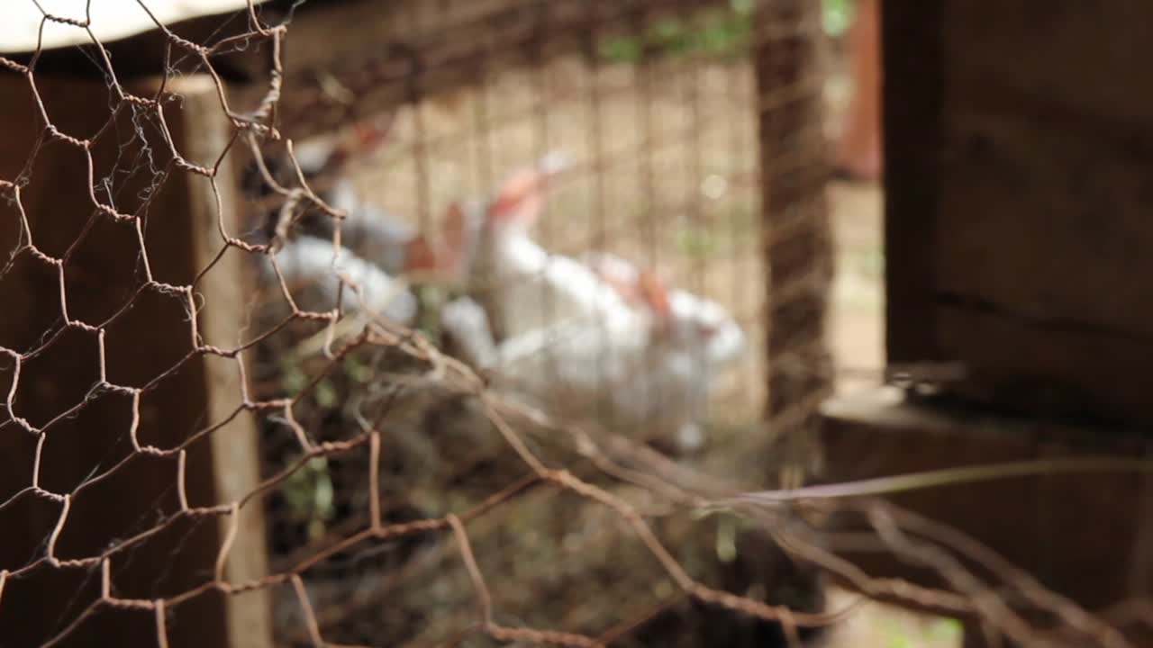 Many rabbits in wired fence hopping around as people walk by in background, rack focus close up