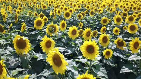 Vibrant Sunflower Field in full Bloom Aerial View of a Blooming Sunflower Field Creating a Vibrant Yellow Sea