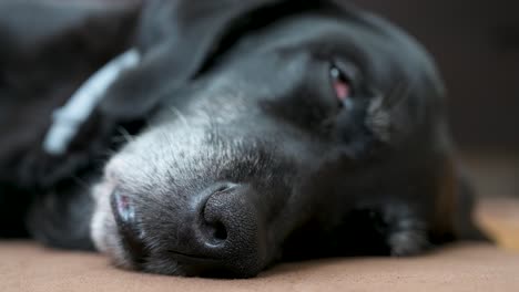 una vista detallada y de enfoque estrecho de la nariz de un perro negro senior dormido mientras se encuentra en el piso de la casa