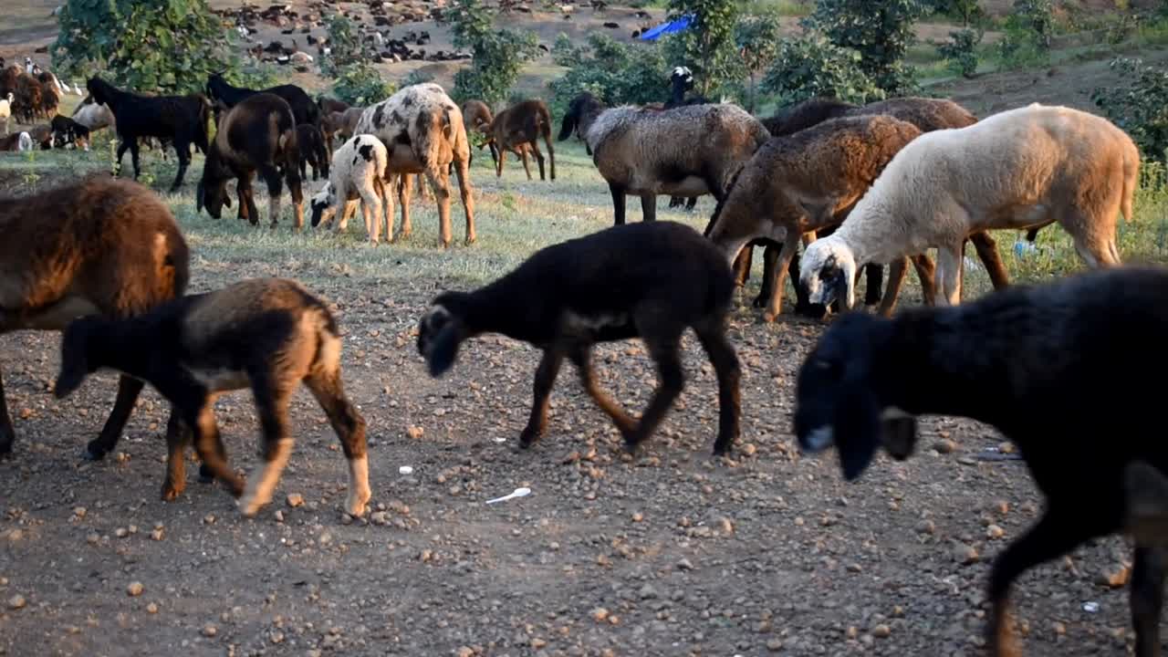 Gregge di capre domestiche che pascolano e camminano nella fattoria, ripresa statica.
